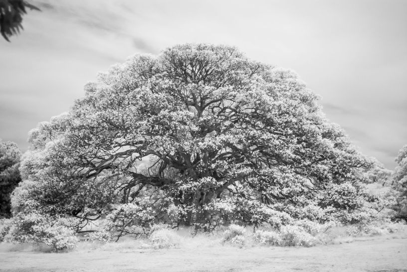Trees